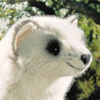 Kosen Ferret "Freida"